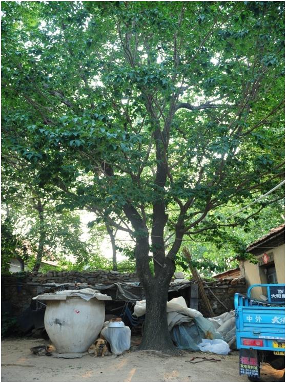 日照三級(jí)古樹名木：150年流蘇樹高大優(yōu)美