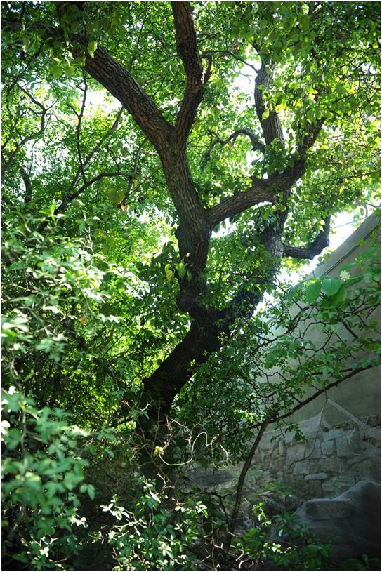 日照三級(jí)古樹名木：120年褐梨枝繁葉茂