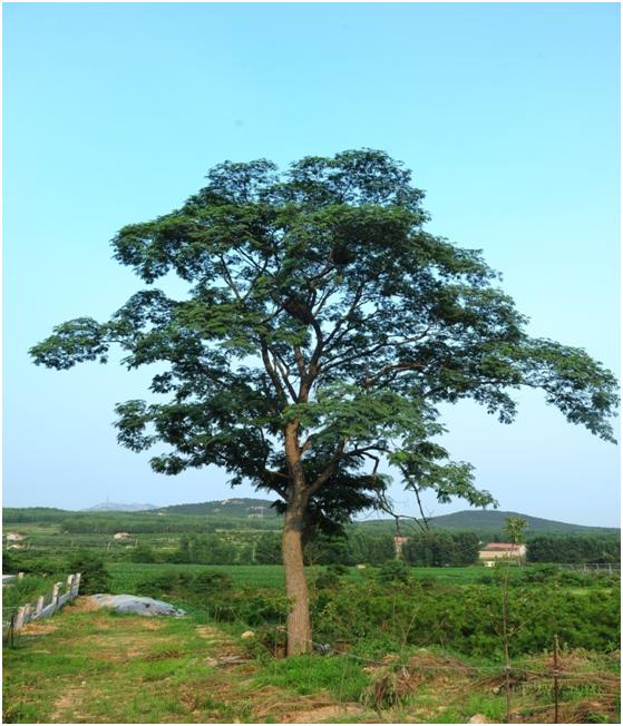 日照三級(jí)古樹名木：110年合歡樹高19.5米