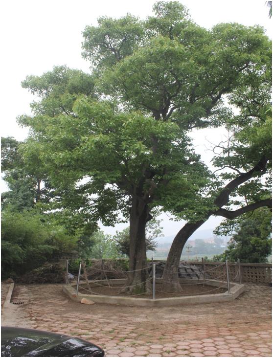 日照一級(jí)古樹名木：500年厚殼燕王賜名梭羅樹