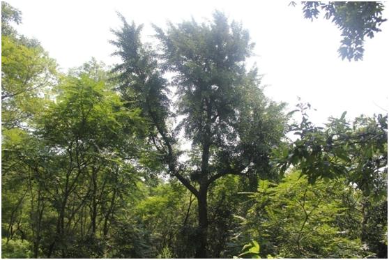 日照二級(jí)古樹名木：高大挺拔的銀杏樹