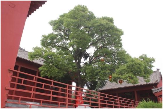 日照二級(jí)古樹名木：400年厚殼院中矗立