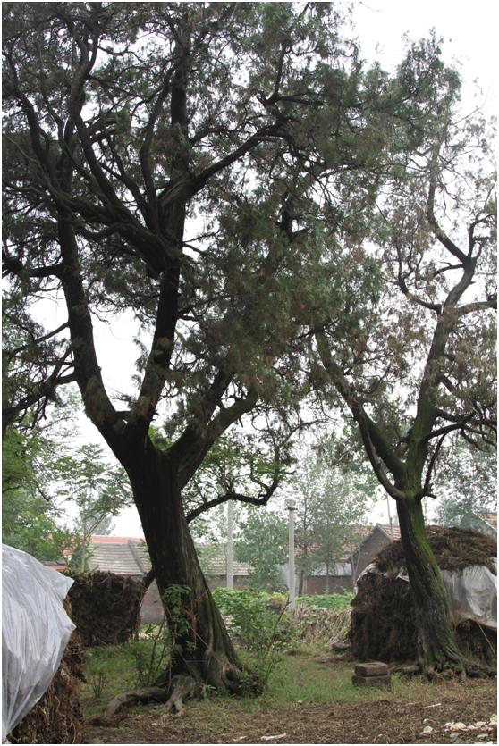 日照二級(jí)古樹(shù)名木：400年側(cè)柏蒼翠挺拔