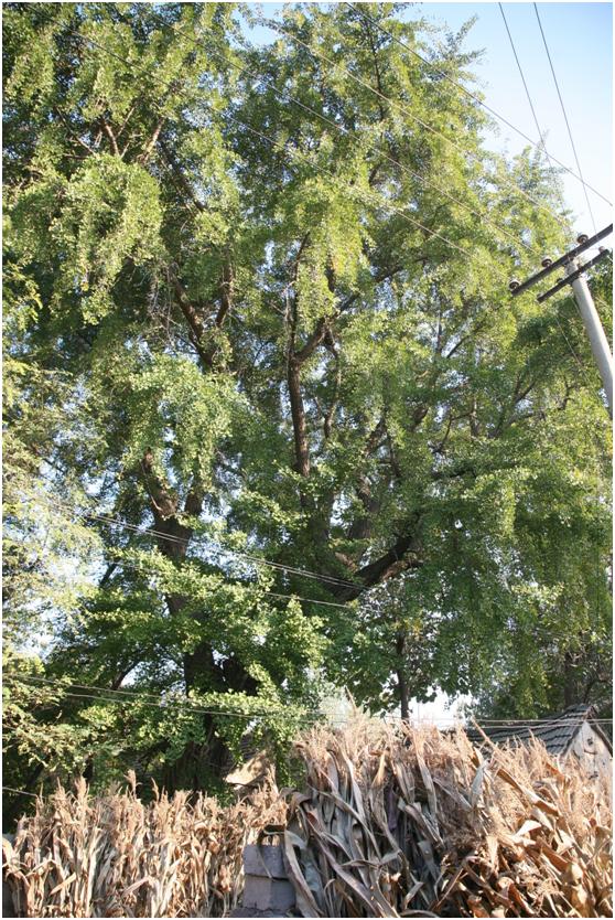 日照二級(jí)古樹(shù)名木：400年銀杏枝繁葉茂