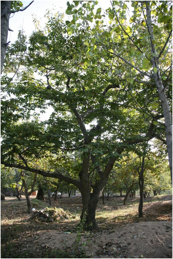 日照二級(jí)古樹(shù)名木：雌雄同株340年板栗