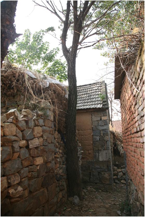 日照三級(jí)古樹(shù)名木：220年流蘇傲然挺立