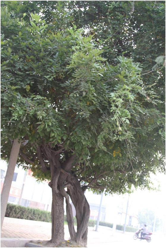 日照三級(jí)古樹(shù)名木：200年紫藤枝繁葉茂
