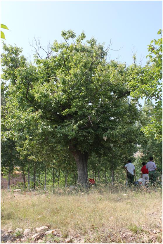 日照三級古樹名木：200年板栗枝繁葉茂