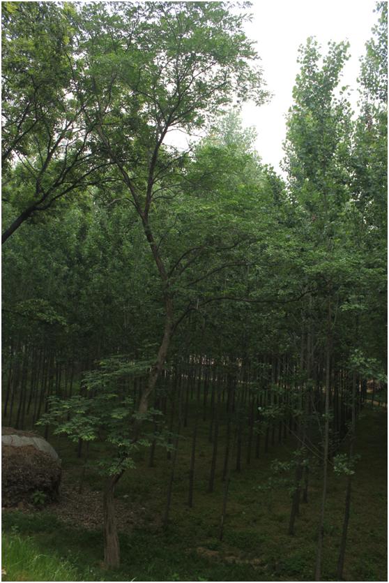 日照三級古樹名木：170年黃檀樹