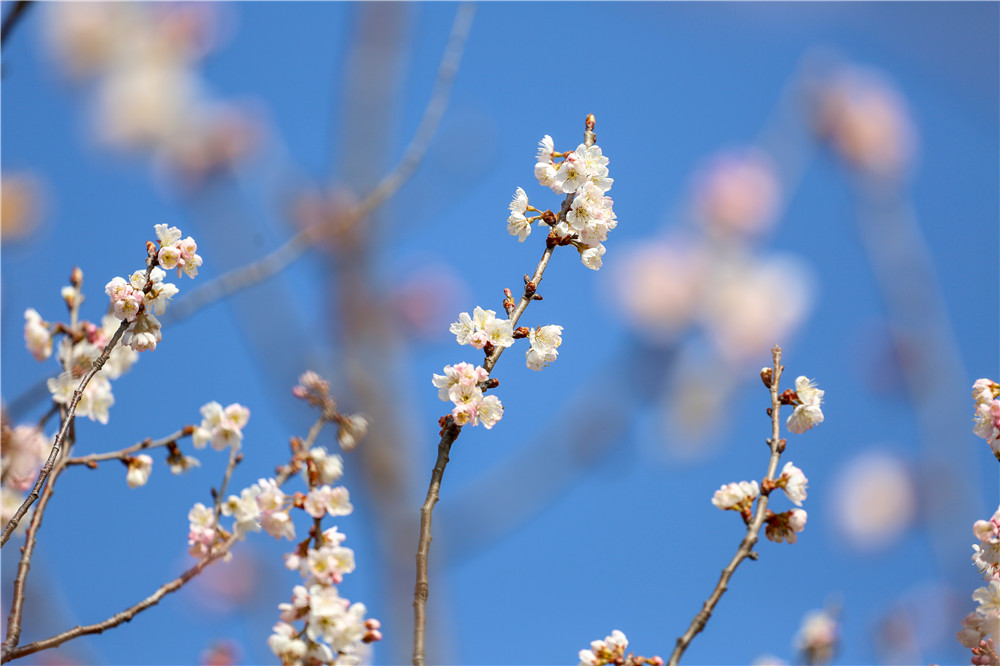 來這里，赴一場(chǎng)春天的約會(huì)