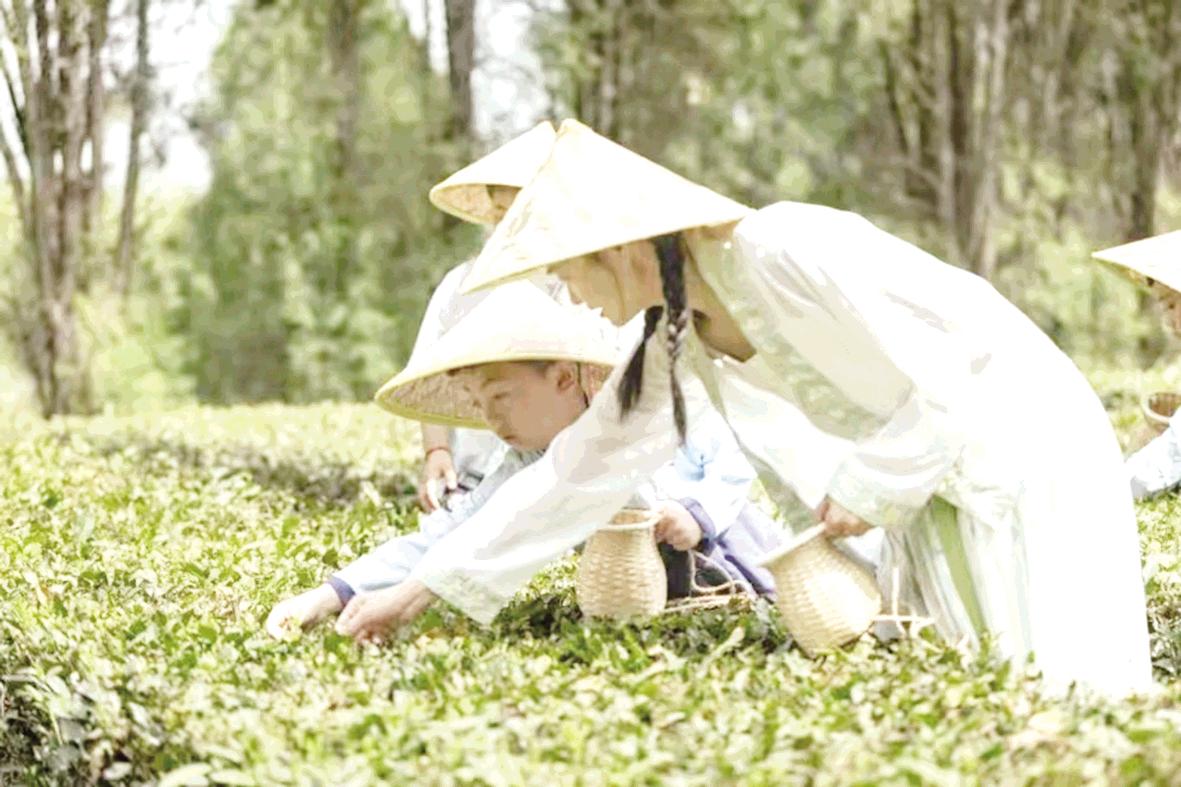 不負(fù)春光采茶忙